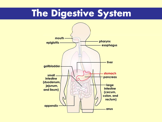 The stomach has a tough lining - it's able to hold up in the highly acidic environment needed to break down food.