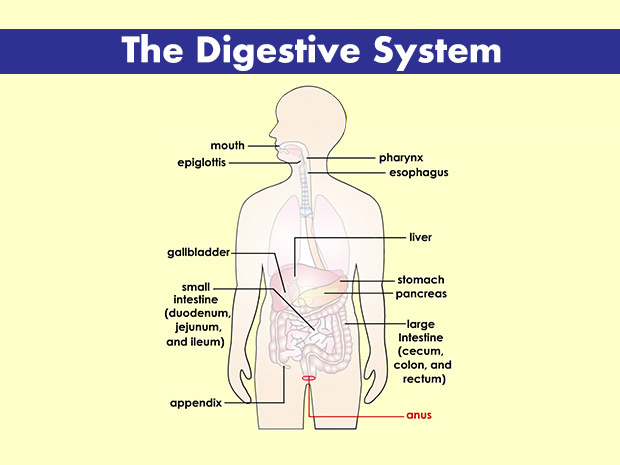 The anus marks the exit point of the digestive tract; it's where poop leaves the body.