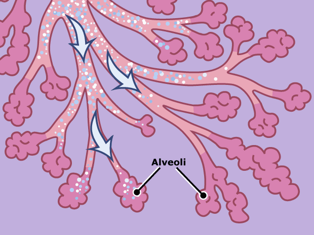 At the ends of the bronchioles are tiny sacs called alveoli.