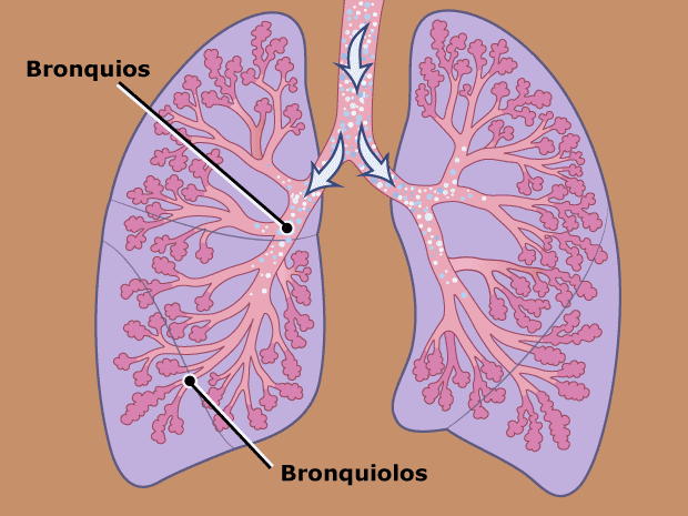 A partir de la tráquea el aire se desplaza hacia los pulmones mediante tubos denominados "bronquios". Los bronquios se subdividen en tubos más pequeños llamados "bronquiolos" que tienen el aspecto de las ramas de un árbol.