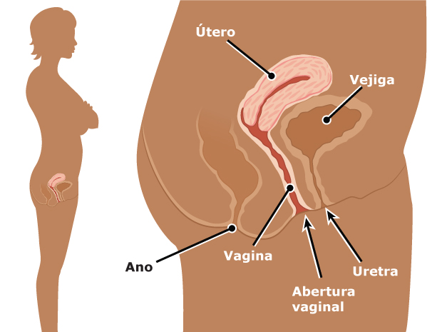 Manera en la que la vagina se conecta con el útero.