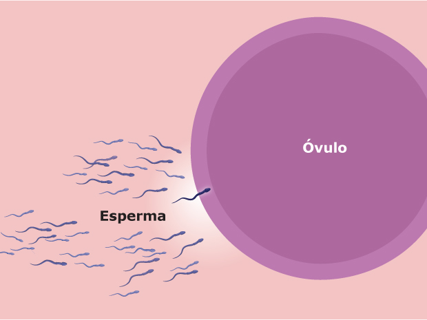 El esperma fertiliza el óvulo