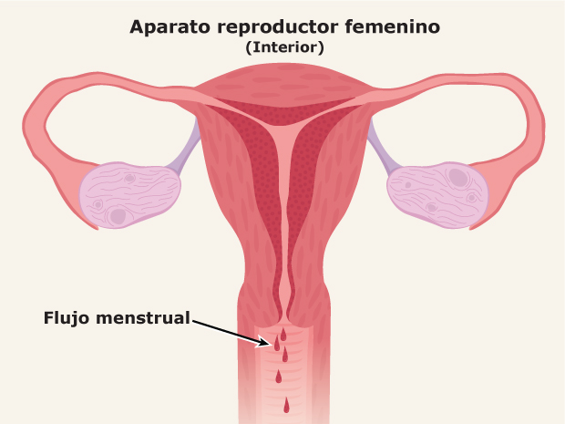 Menstruación 