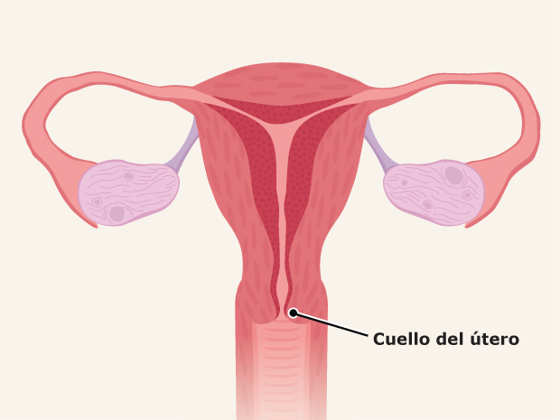 Cuello del útero
