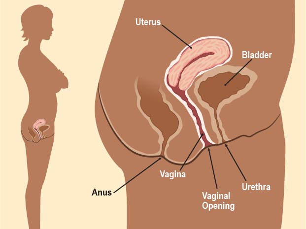 Side view of a woman\'s body. Picture shows how the vagina connects to the uterus, and it\'s placement between the urethra and anus. 