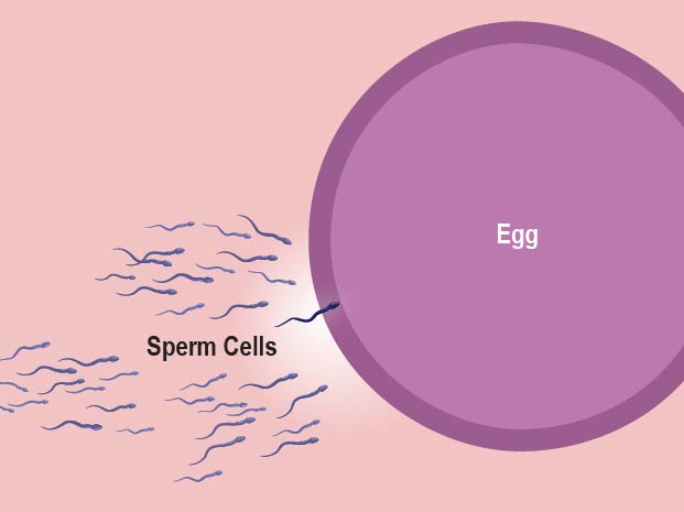 Sperm cell fertilizes the woman\'s egg.