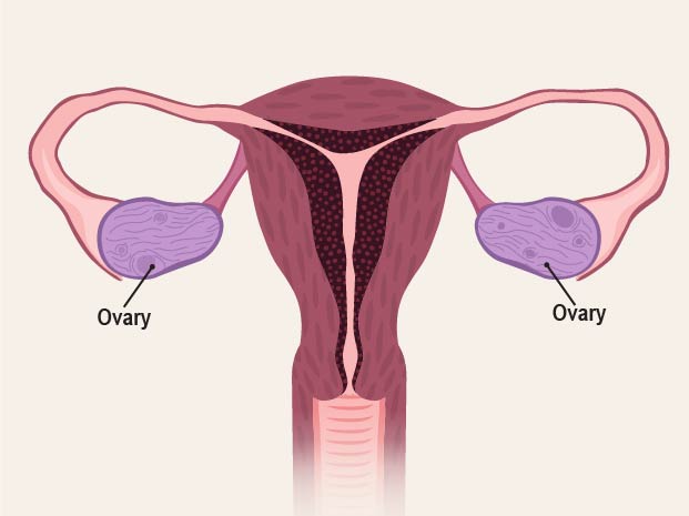 Picture of the uterus with \