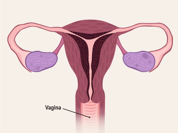 Picture of the uterus with \