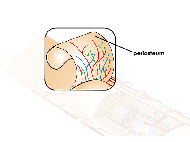 Periosteum 