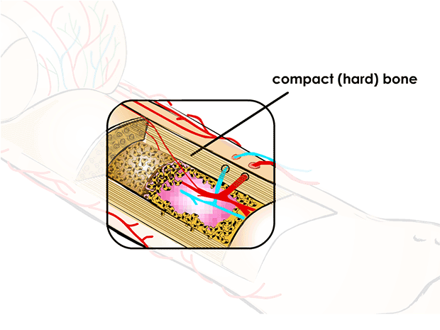 Compact (Hard) Bone