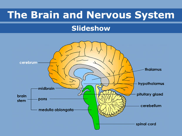 Resultado de imagen de nervous system brain