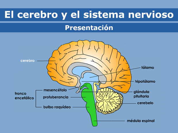 El cerebro y el sistema nervioso (para Adolescentes) - Nemours