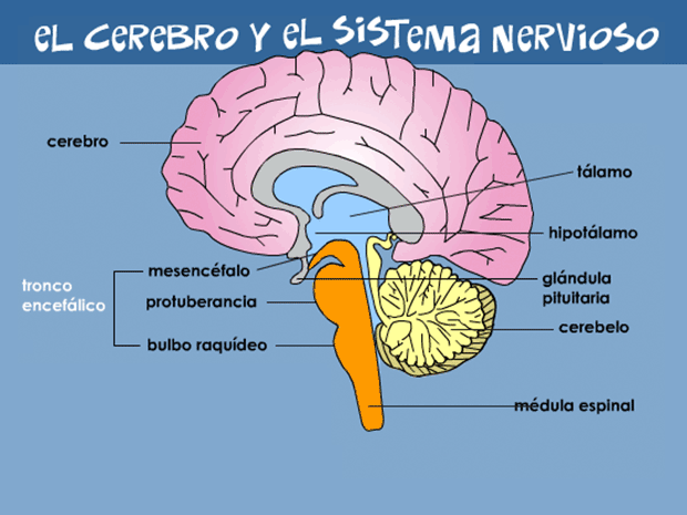  Tu cerebro y tu sistema nervioso (para Niños )