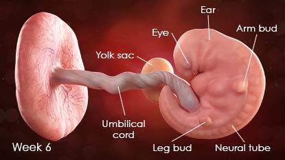 Diagram of developing fetus. Diagram shows umbilical cord, yolk sac, leg bud, arm bud, eye, ear, neural tube.