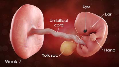 Diagram of developing fetus. Diagram shows umbilical cord, yolk sac,  eye, ear, hand.