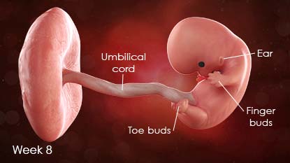 Diagram of developing fetus. Diagram shows umbilical cord, ear, finger buds, toe buds.