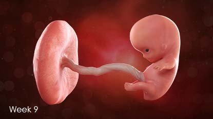 Developing fetus attached to uterus wall by umbilical cord.