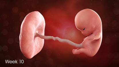 Developing fetus attached to uterus wall by umbilical cord.