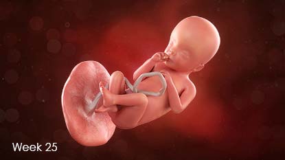 Developing baby attached to uterus wall by umbilical cord.