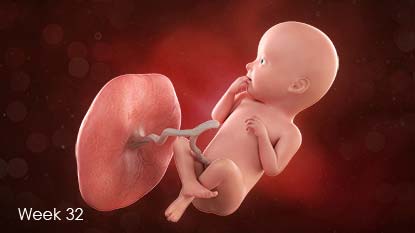 Developing baby attached to uterus wall by umbilical cord.