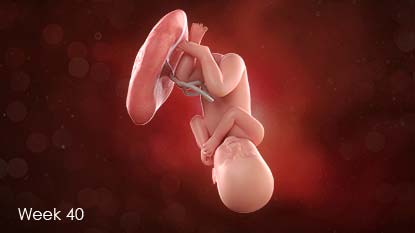 Baby attached to uterus wall by umbilical cord, head pointing down.