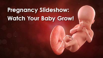 Pregnancy Slideshow: Watch Your Baby Grow!