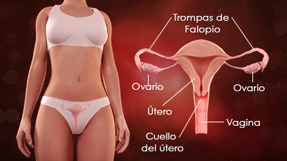 Diagrama del sistema reproductor femenino. El diagrama muestra las trompas de Falopio, los ovarios, el útero, el cuello del útero y la vagina.