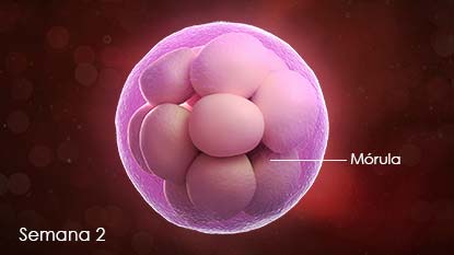 Óvulo dividido en varias células que se denominan módula.