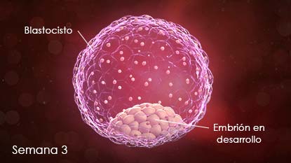 Blastocisto con células que se aglutinan y forman el embrión.