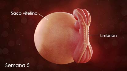 Embrión, adherido al saco vitelino, desarrolla el tubo neural.