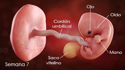 Diagrama del feto en desarrollo. El diagrama muestra el cordón umbilical, el saco vitelino, el ojo, la oreja, la mano.
