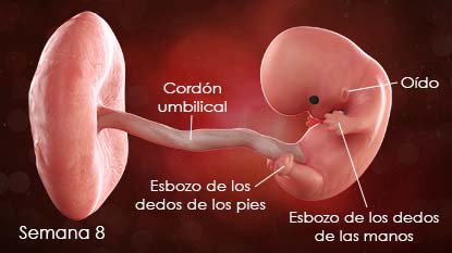 Diagrama del feto en desarrollo. El diagrama muestra el cordón umbilical, la oreja, el esbozo de los dedos de la mano y el esbozo de los dedos de los pies.