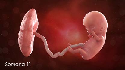 Feto en desarrollo adherido a la pared del útero a través del cordón umbilical.