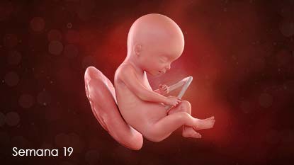 Bebé en desarrollo adherido a la pared del útero a través del cordón umbilical.
