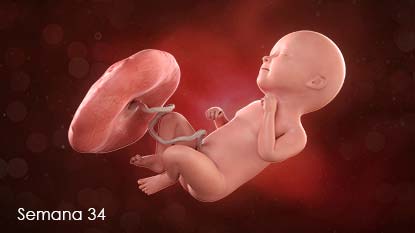 Bebé en desarrollo adherido a la pared del útero a través del cordón umbilical.