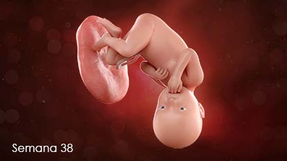 Bebé adherido a la pared del útero a través del cordón umbilical; cabeza hacia abajo. 