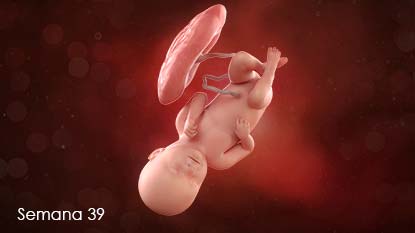 Bebé adherido a la pared del útero a través del cordón umbilical; cabeza hacia abajo. 